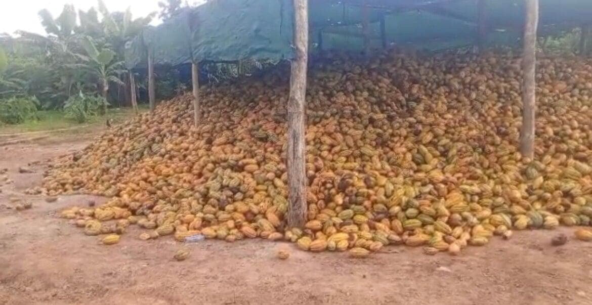 Harvested cocoa pods piled under a covered shelter at the J&J Cocoa Project farm in Ghana